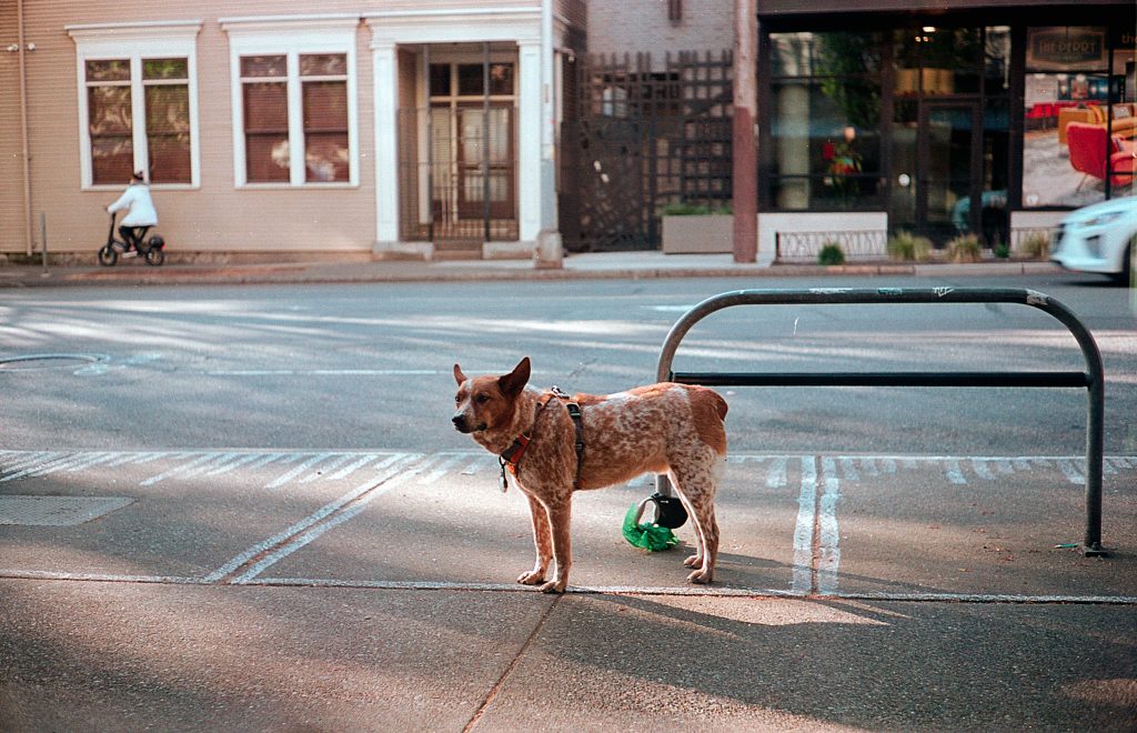 Kodak Portra 160