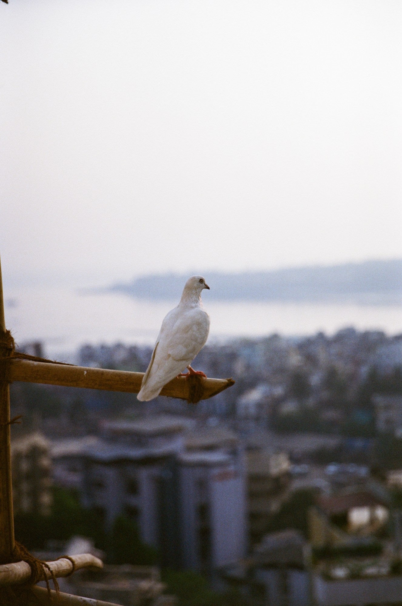 Piyush Puty